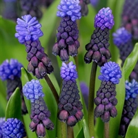 Muscari Latifolium 30 løg